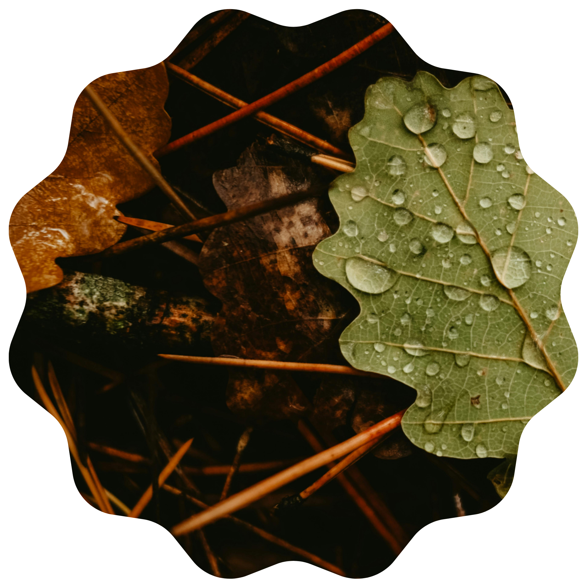 CYREH · SENDARA